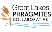 Great Lakes Phragmites Collaborative