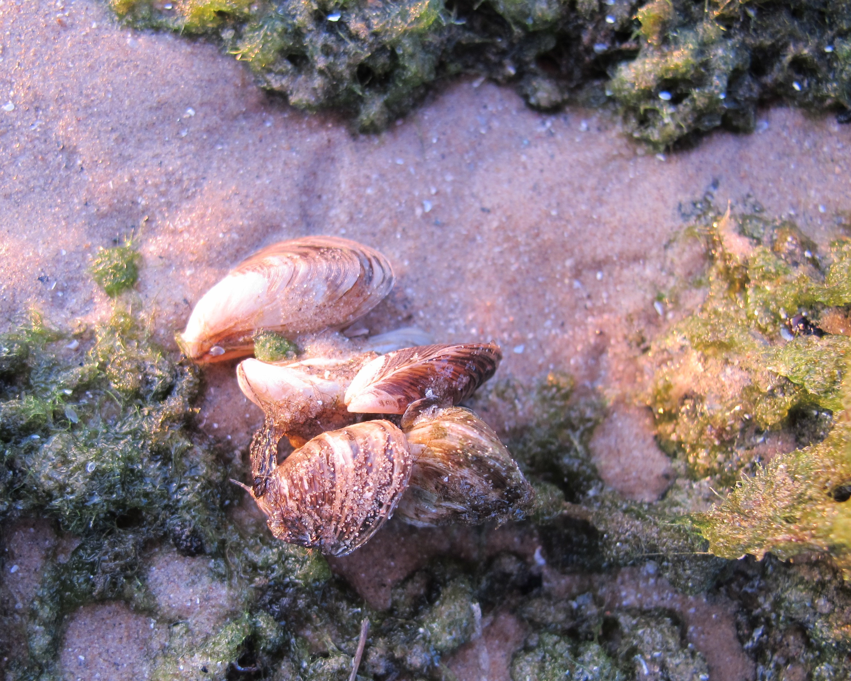 Flash frozen mussels with a side of greens